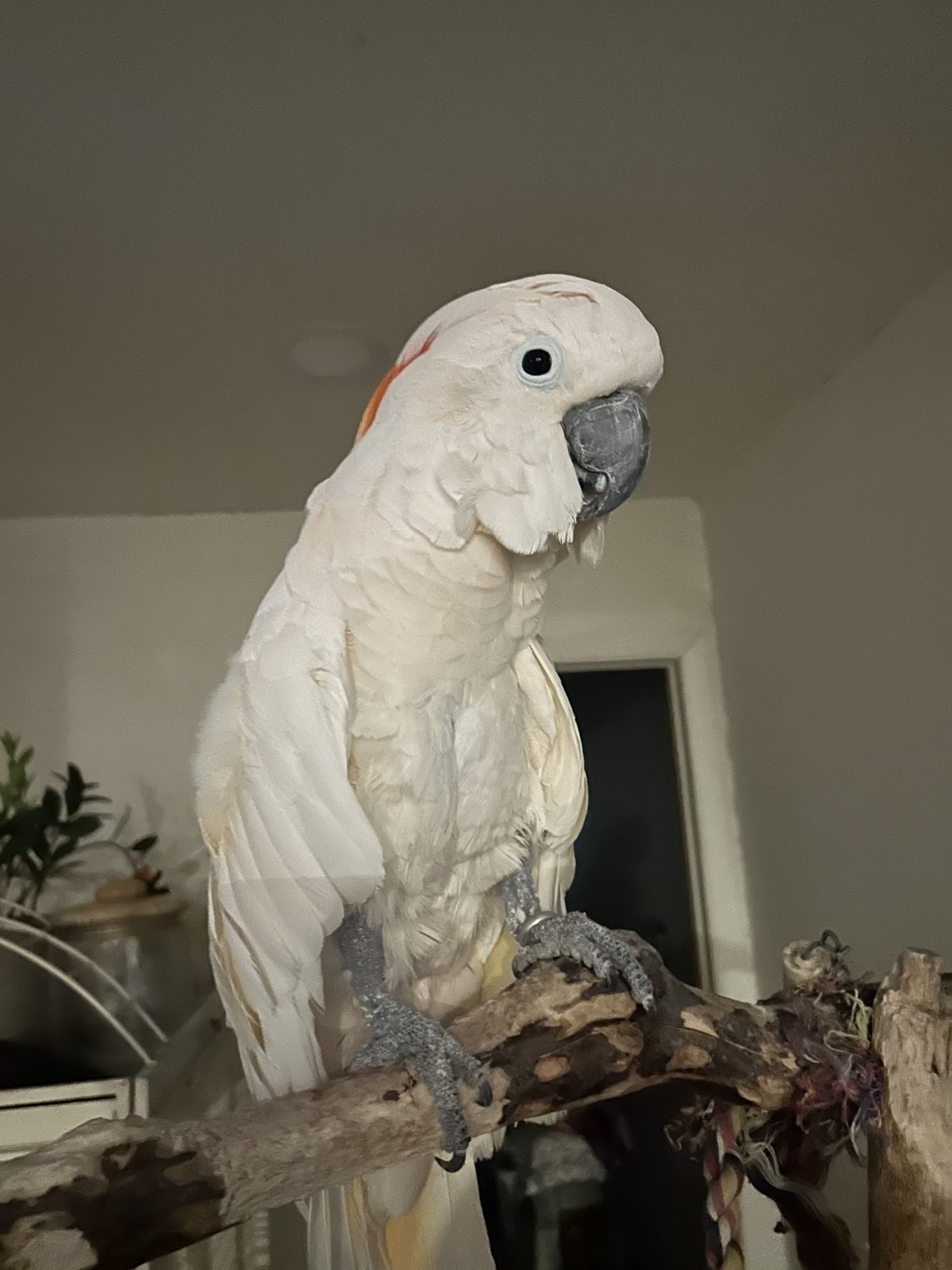 Pretty Boy the Moluccan Cockatoo